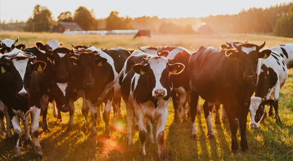 養(yǎng)牛場污水 養(yǎng)牛場污水