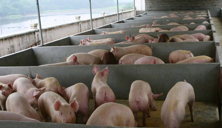 養(yǎng)豬場污水怎么處理比較好？-樂中環(huán)保