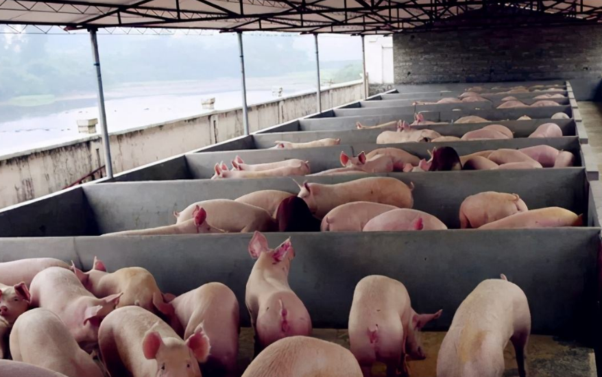 養(yǎng)豬污水處理設(shè)備包含哪些，教你選購適合的養(yǎng)殖污水處理設(shè)備