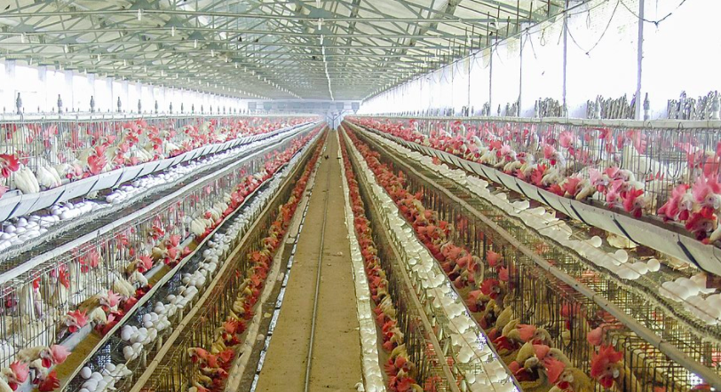 養(yǎng)殖場廢水如何正常處理？-青島樂中環(huán)保