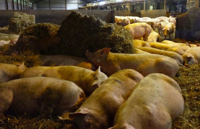 養(yǎng)豬場(chǎng)污水處理方法有哪些？選對(duì)工藝成本低效果好！