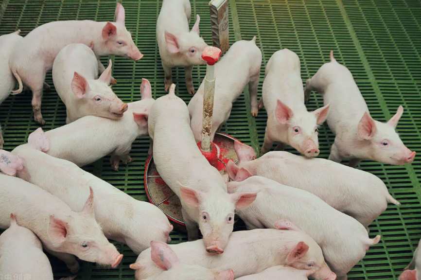 養(yǎng)豬場(chǎng)廢水處理方法|方案|工藝流程 養(yǎng)豬場(chǎng)廢水處理方法|方案|工藝流程